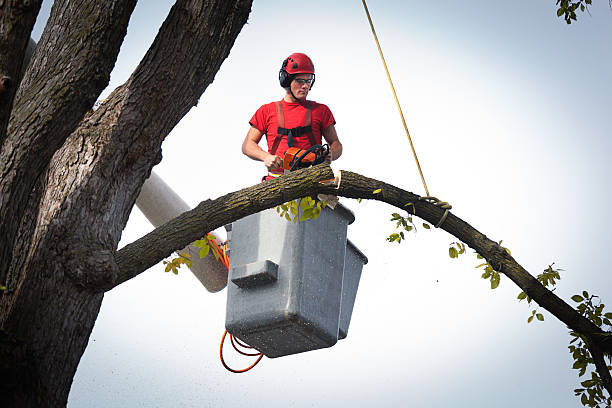 How Our Tree Care Process Works  in  Cleona, PA